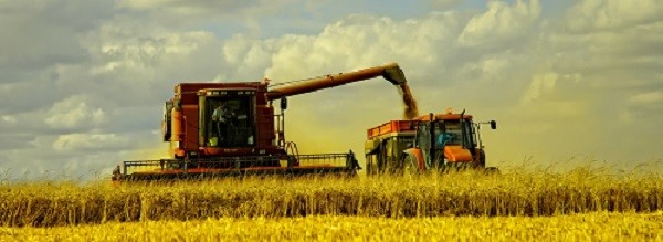 article 17 wheat